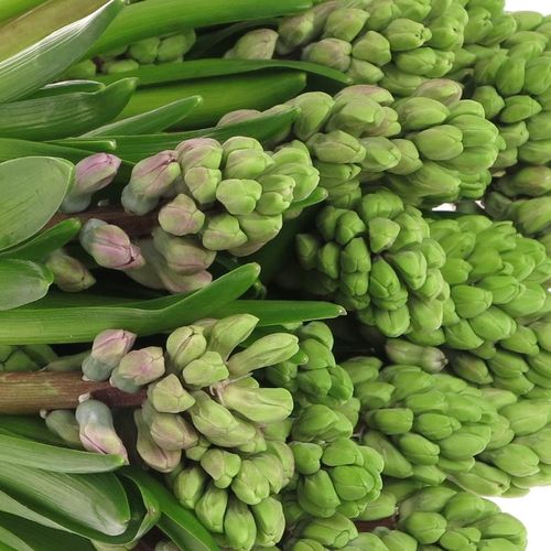 Hyazinthe Schnitt milka Splendid Cornelia30 