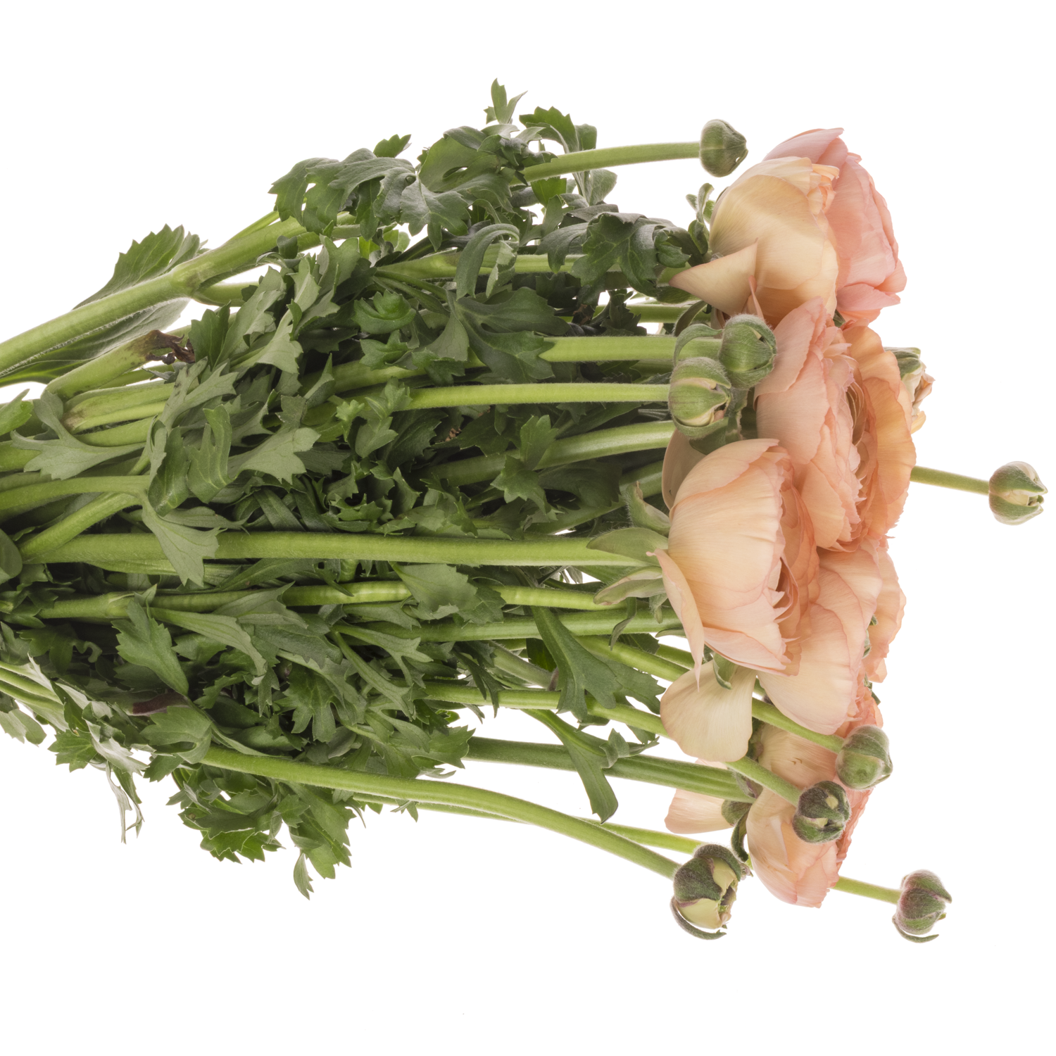 Ranunkel apricot/orange Cloni Aragosta Super 40cm