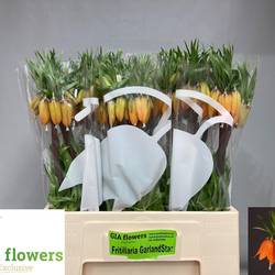 Fritilaria orange Garland Star 60cm