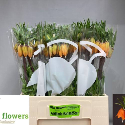 Fritilaria orange Garland Star 60cm