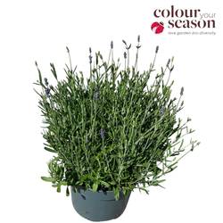 Lavendel lila Ellagance Purple T19 H040