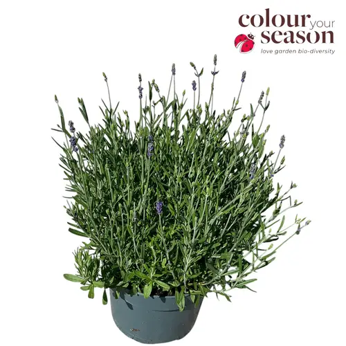 Lavendel lila Ellagance Purple T19 H040