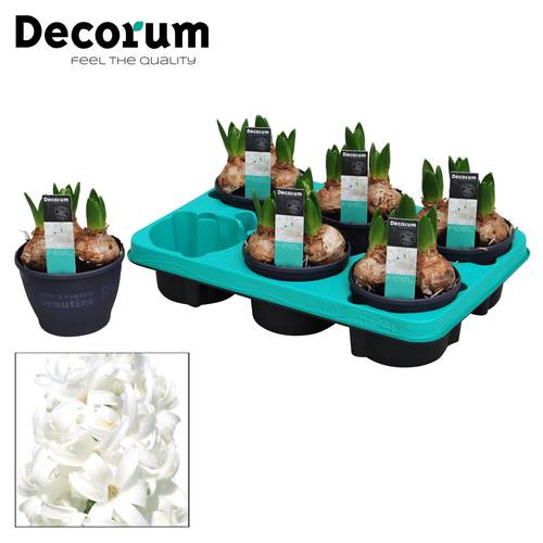 Hyazinthe 3er weiss T12 H015