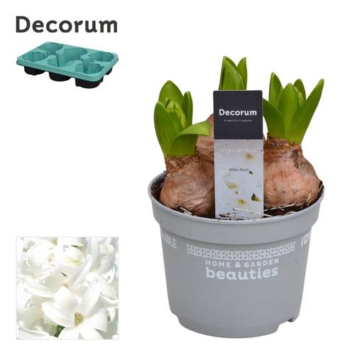 Hyazinthe 3er weiss T12 H015