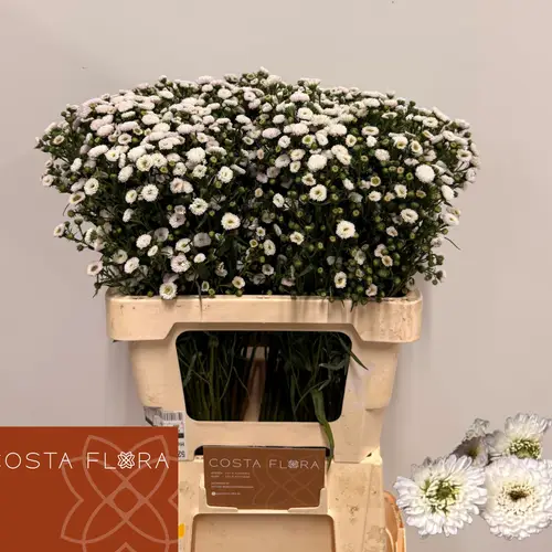 Aster weiss Pompon 25 Gramm 70cm