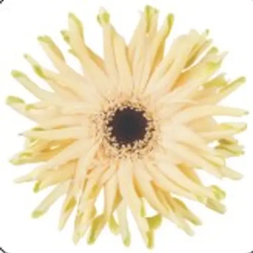 Gerbera hell gelb Pastini Corvara Bund