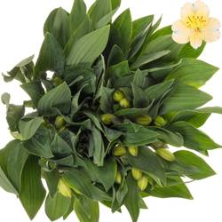 Alstroemerie creme Gigi 60 Gramm 75cm