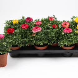 Ranunkel mix T10,5 H020