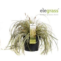 Carex Evergold T19 H40
