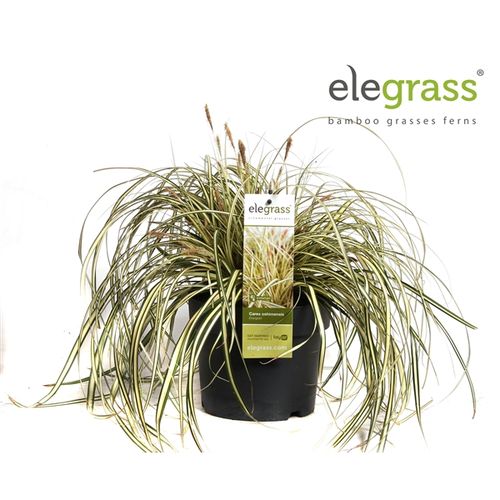 Carex Evergold T19 H40