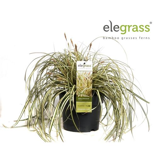 Carex Evergold T19 H40