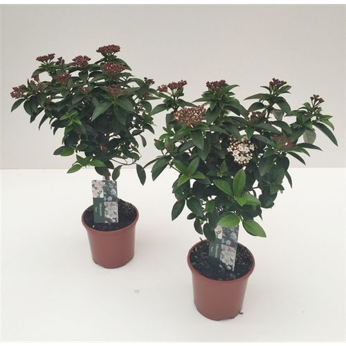 Viburnum Tinus auf Stamm T14 H045