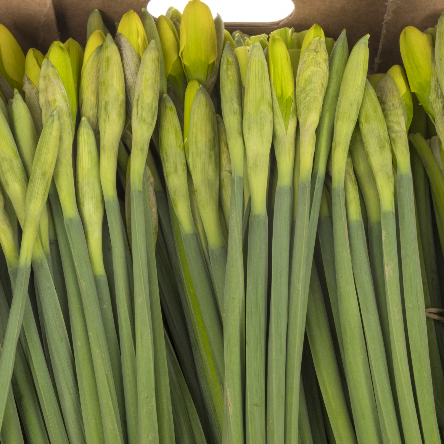 Narzisse gelb dutch master Bund 30cm