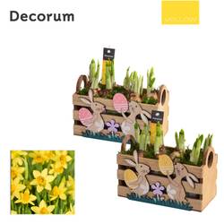 Narzis.Arr mix HL14655 Ostern T18 H015