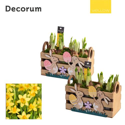 Narzis.Arr mix HL14655 Ostern T18 H015