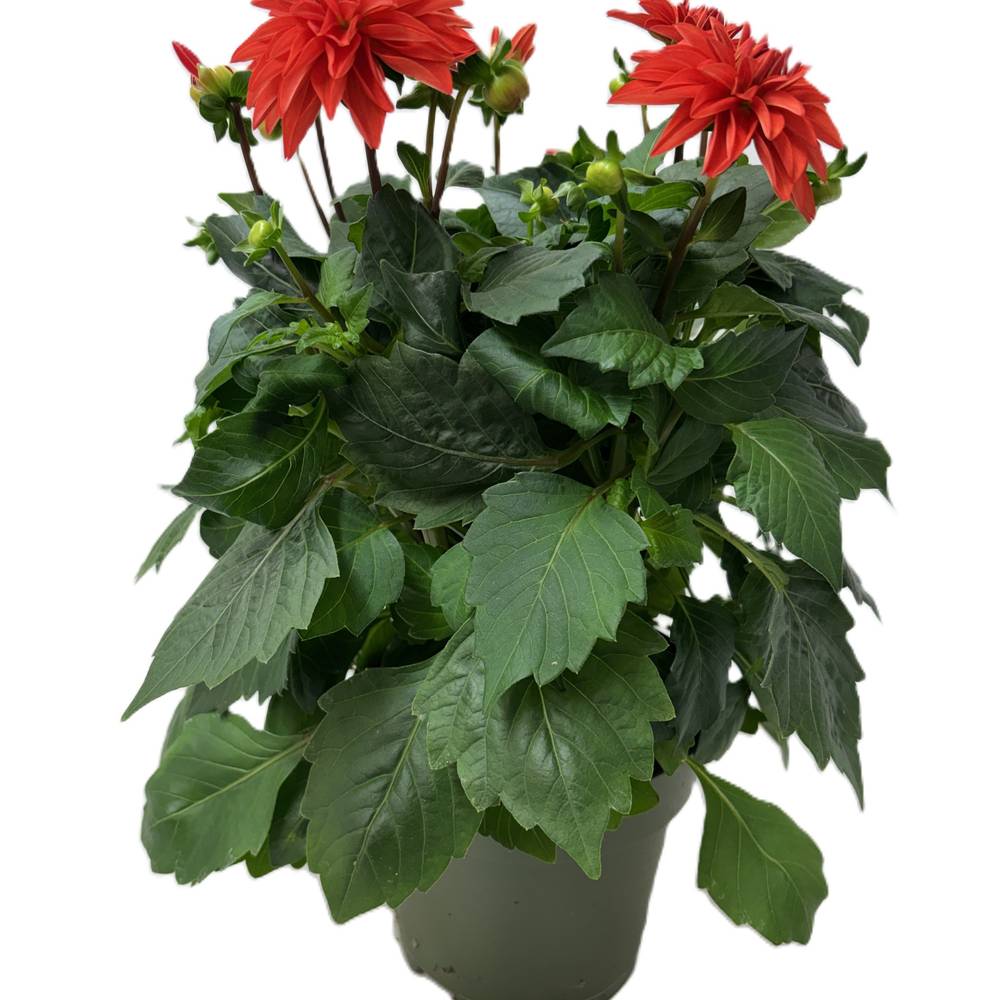 Dahlia dunkel orange/apricot T17 H030