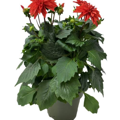 Dahlia dunkel orange/apricot T17 H030