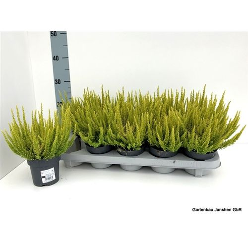 Calluna BL Barcelon Skyline T10,5 H30