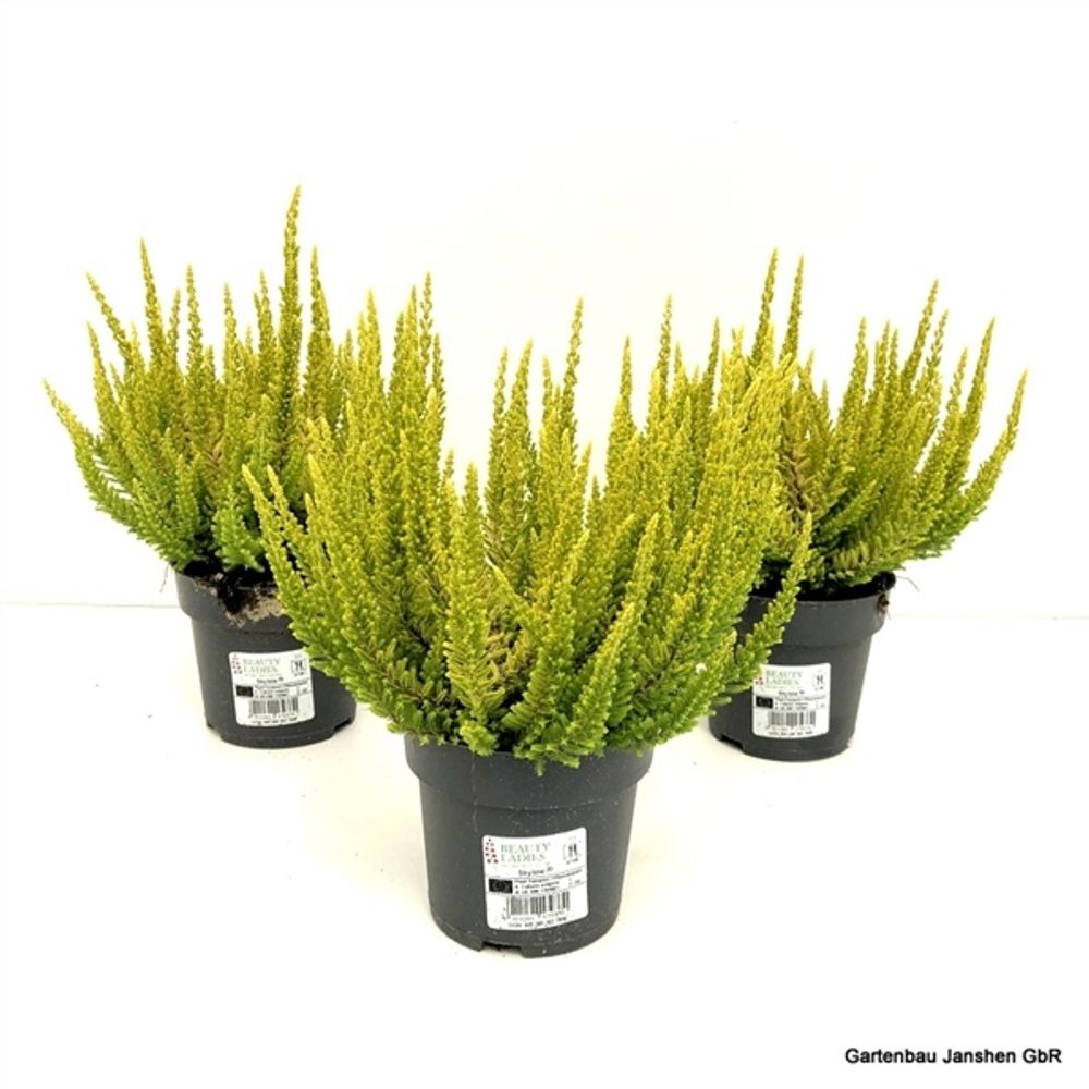 Calluna BL Barcelon Skyline T10,5 H30