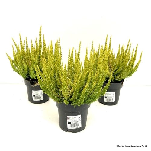 Calluna BL Barcelon Skyline T10,5 H30