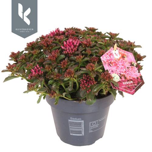 Sedum Fuchsia Spot on Deep T15 H025