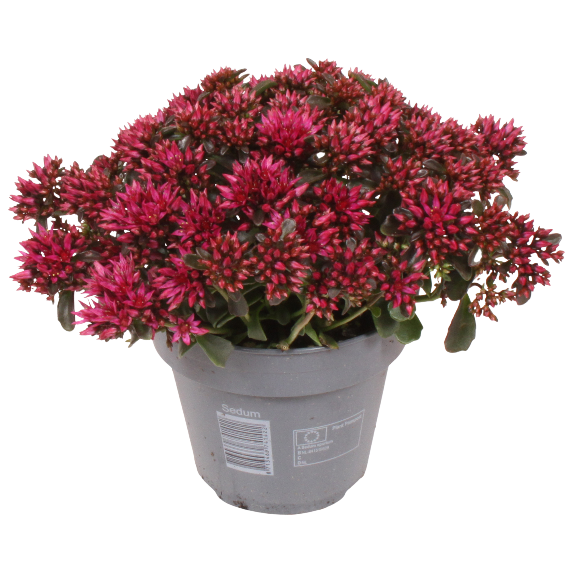 Sedum Fuchsia Spot on Deep T15 H025