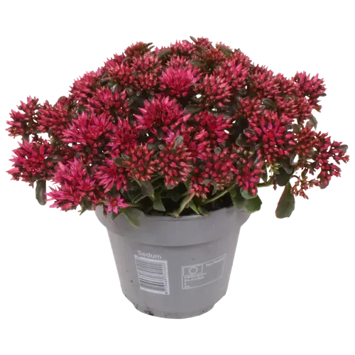 Sedum Fuchsia Spot on Deep T15 H025