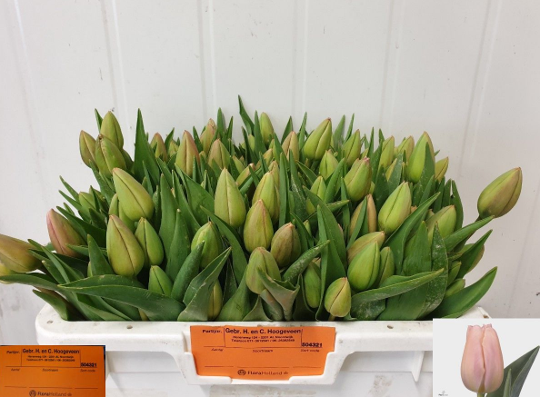 Tulpe Freiland  apricot Ollioules 28 Gramm
