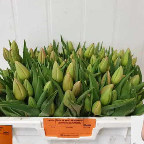 Tulpe Freiland  apricot Ollioules 28 Gramm