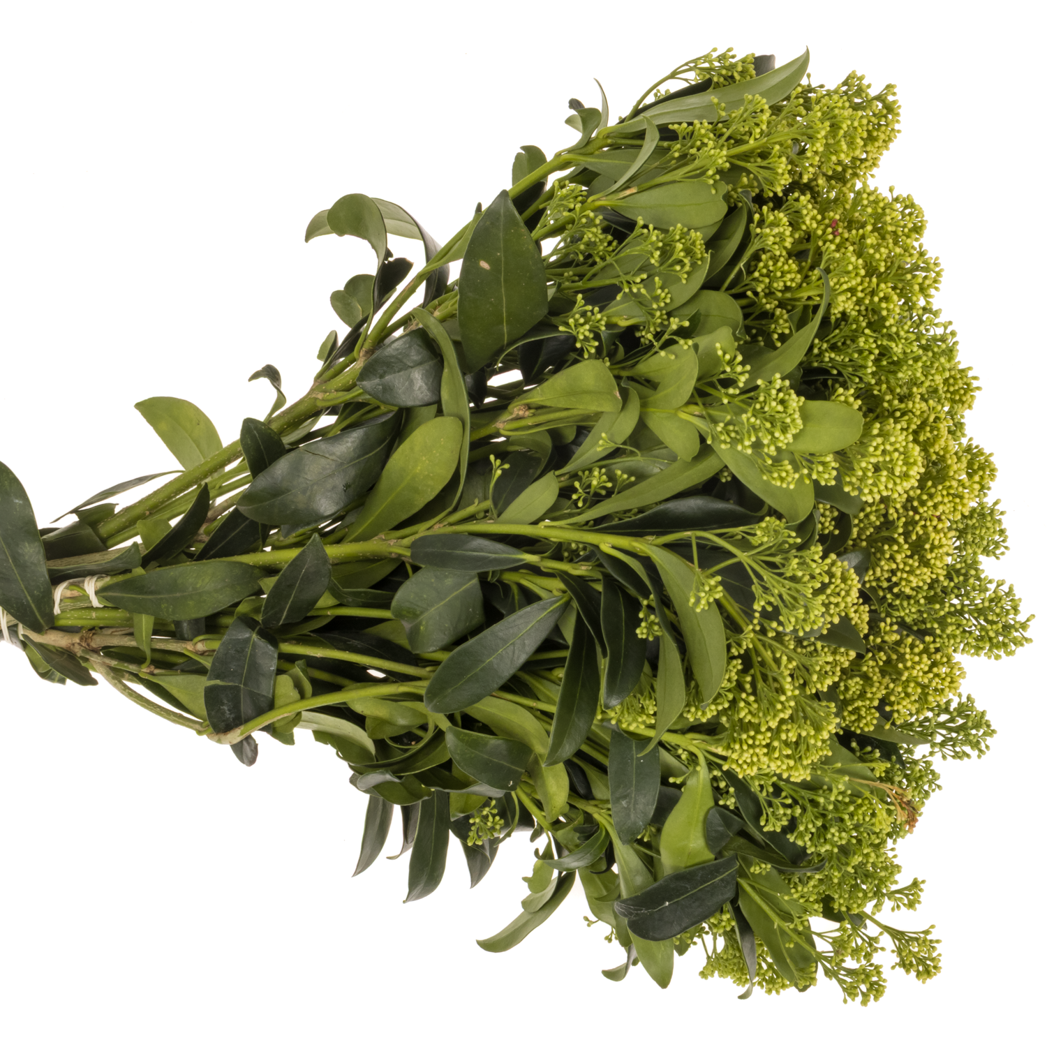 Skimmia hell grün Frank White  45cm