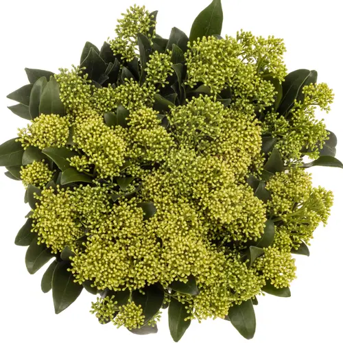 Skimmia hell grün Frank White  45cm