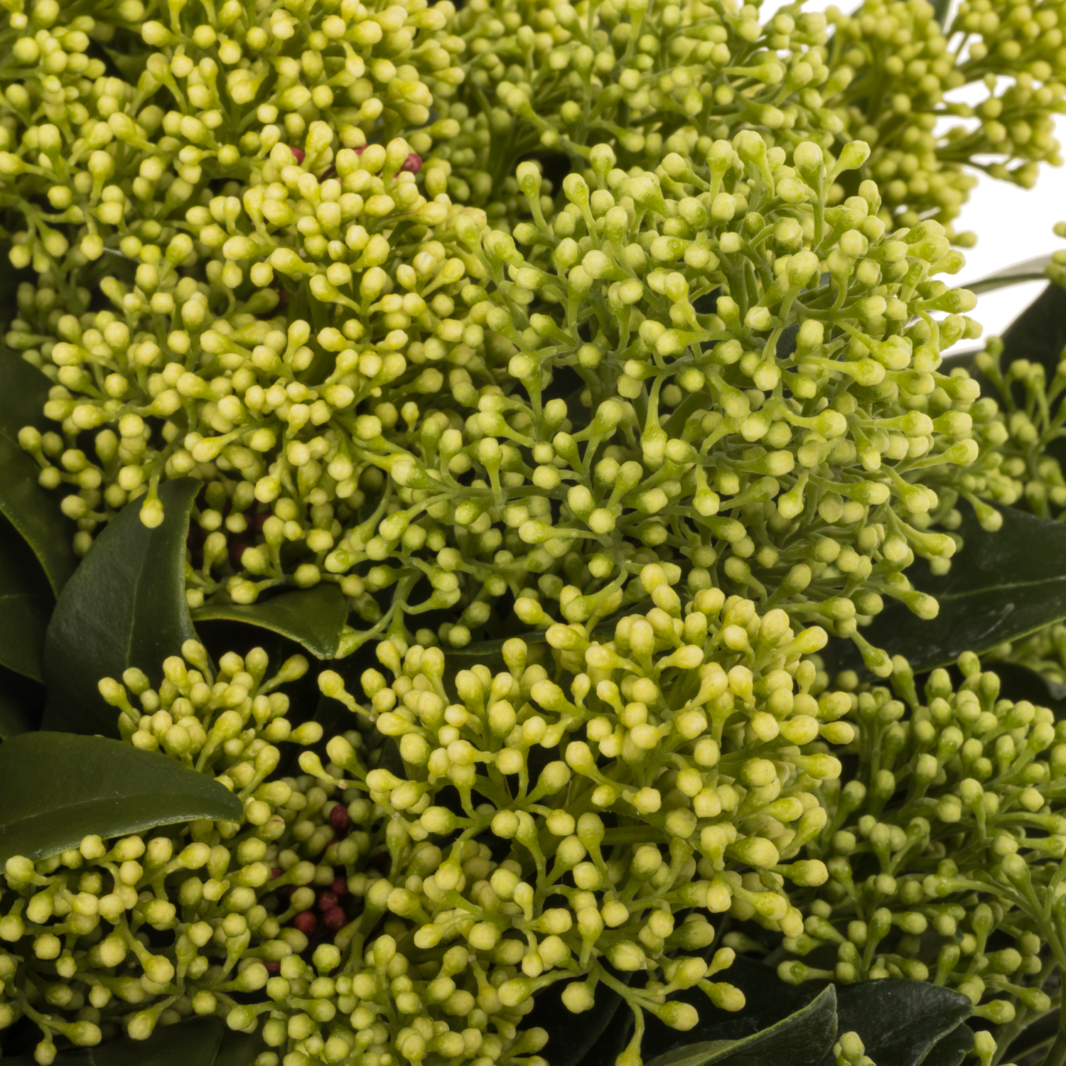 Skimmia hell grün Frank White  45cm