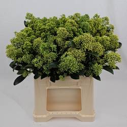 Skimmia hell grün Frank White  45cm