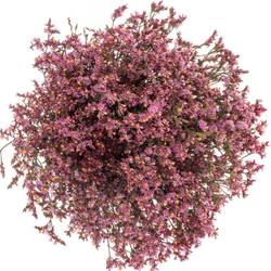 Limonium rosa Pink Beauty 20 Gramm 70cm