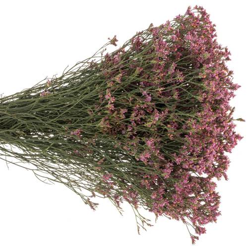 Limonium rosa Pink Beauty 20 Gramm 70cm