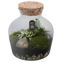 Flor.Arr PTTER8106 T20 H024