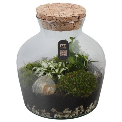 Flor.Arr PTTER8106 T20 H024
