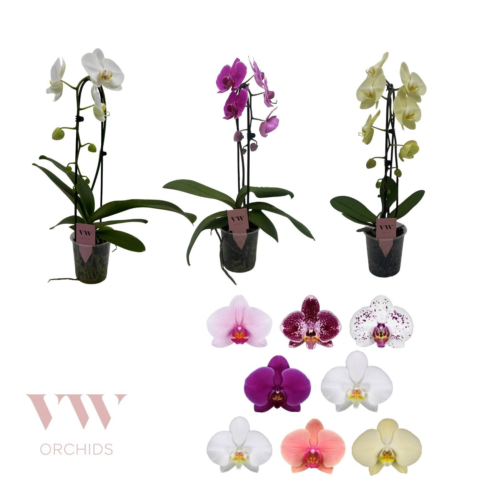 Phal.1-R mix Cascade T12 H45