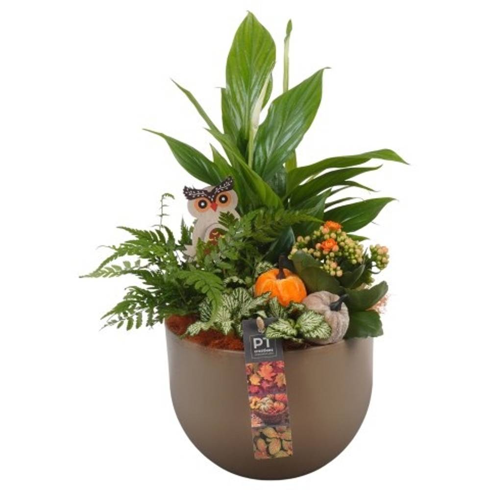 Spath.Arr PTHI5538 Herbst T19 H041