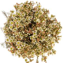 Wachsflower creme/weiss Sirius 30 Gramm 70cm