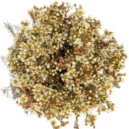 Wachsflower creme/weiss Sirius 30 Gramm 70cm