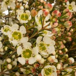 Wachsflower creme/weiss Sirius 30 Gramm 70cm