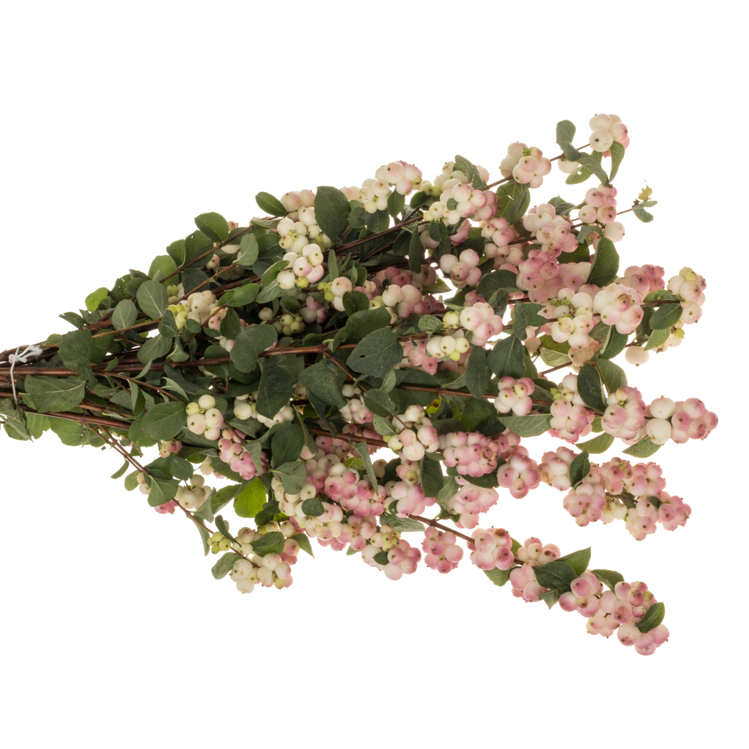 Schneebeere hell rosa Riding Hood 50cm