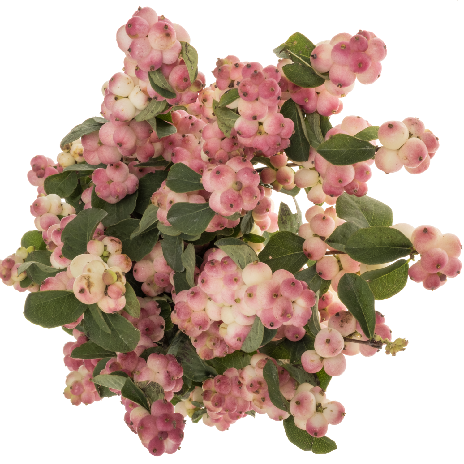 Schneebeere hell rosa Riding Hood 50cm
