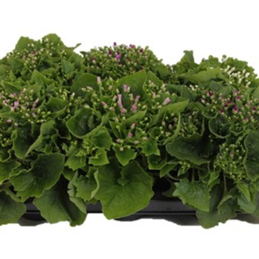 Senecio Cineraria mix T13 H025