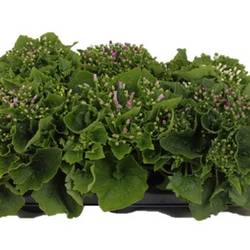 Senecio Cineraria mix T13 H025