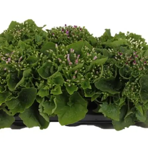 Senecio Cineraria mix T13 H025