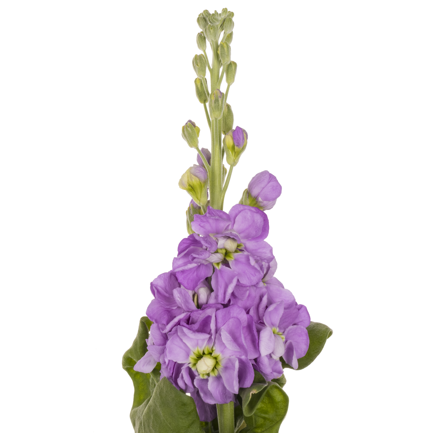 Levkoje lavendel Figaro 55cm
