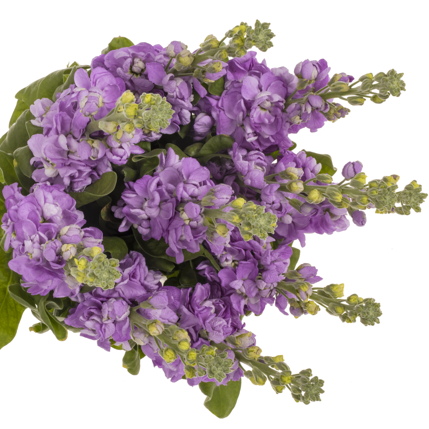 Levkoje lavendel Figaro 55cm