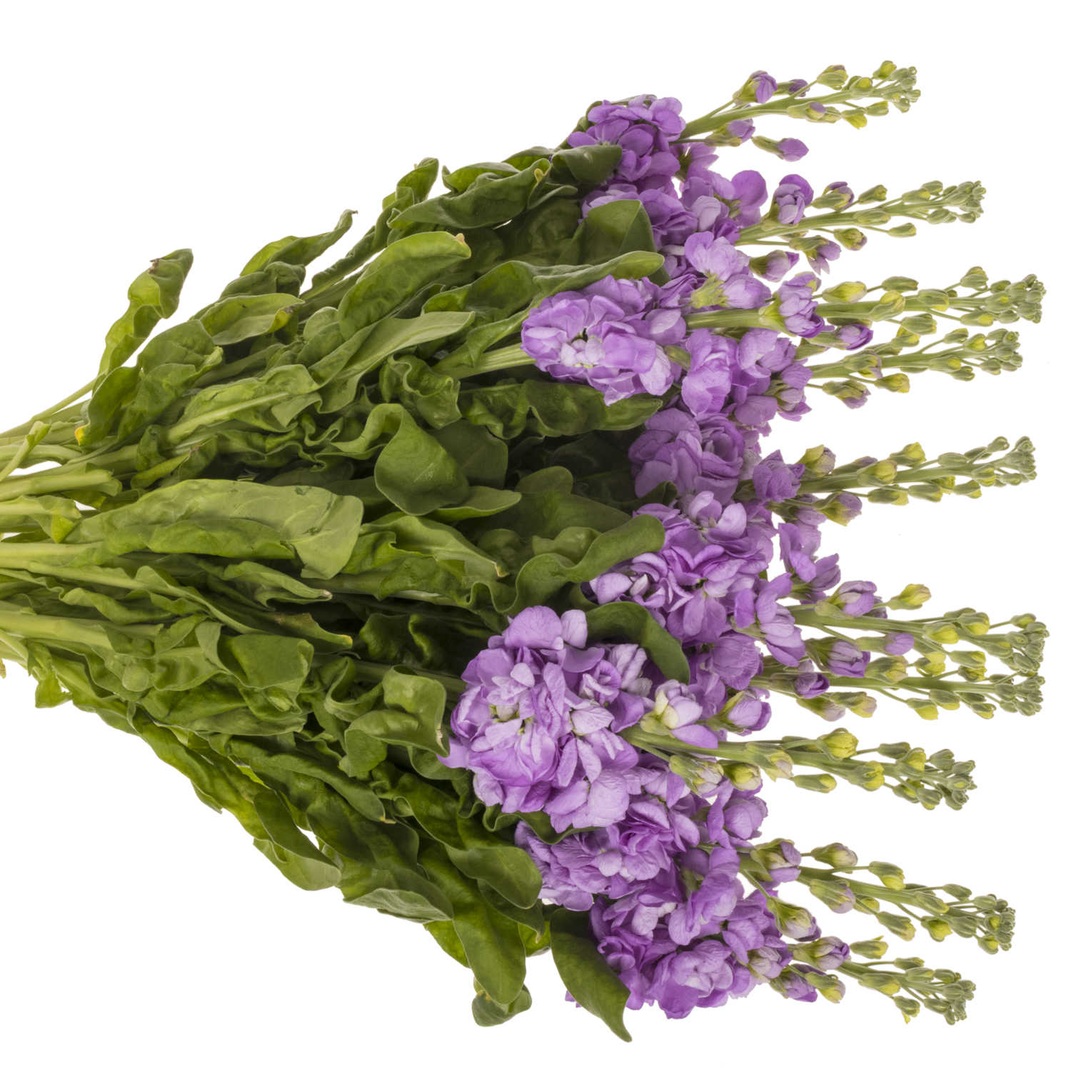 Levkoje lavendel Figaro 55cm